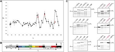 Folding and Evolution of a Repeat Protein on the Ribosome